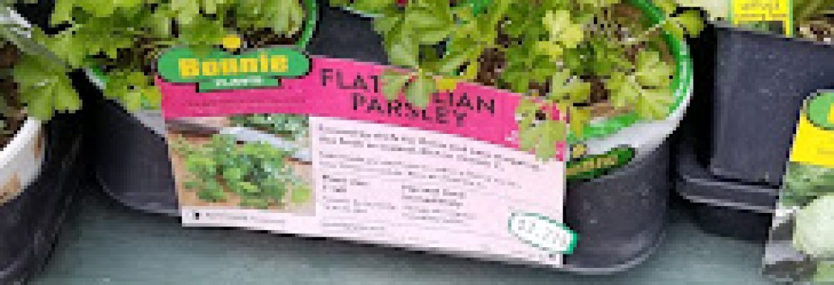 Plant Nurseries Capital Region, Green Houses Capital Region, Garden Centers Capital Region, Plant Nurseries Albany NY, Green Houses Troy NY, Garden Centers Schenectady NY, Plant Nurseries Saratoga Springs NY, Green Houses Albany NY, Garden Centers Troy NY