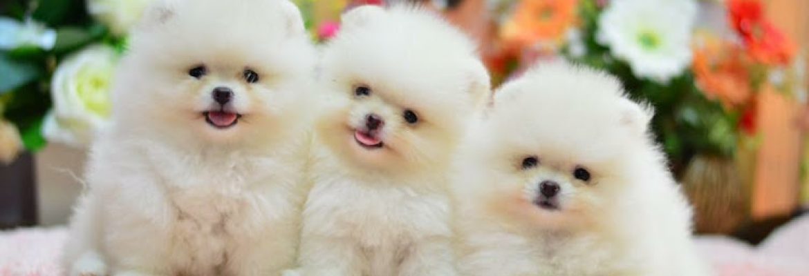 Pet Stores In The Capital Region, Pet Supplies In The Capital Region, Pet Grooming In The Capital Region, Pet Day Care In The Capital Region, Pet Boarding Capital Region, Veterinarians Capital Region, Animal Hospitals Capital Region, Pet Stores Albany NY