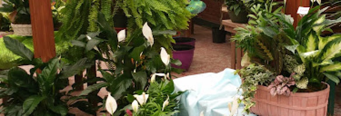 Plant Nurseries Capital Region, Green Houses Capital Region, Garden Centers Capital Region, Plant Nurseries Albany NY, Green Houses Troy NY, Garden Centers Schenectady NY, Plant Nurseries Saratoga Springs NY, Green Houses Albany NY, Garden Centers Troy NY