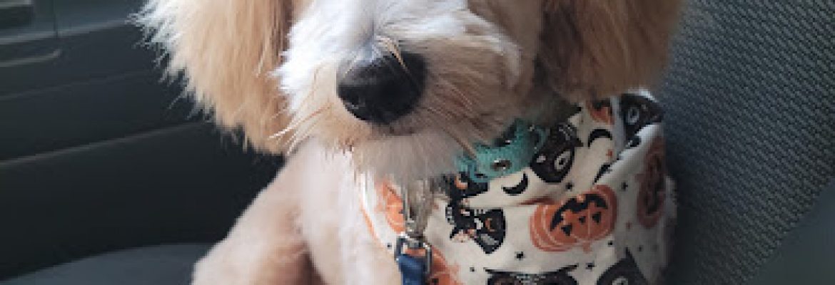 Pet Stores In The Capital Region, Pet Supplies In The Capital Region, Pet Grooming In The Capital Region, Pet Day Care In The Capital Region, Pet Boarding Capital Region, Veterinarians Capital Region, Animal Hospitals Capital Region, Pet Stores Albany NY