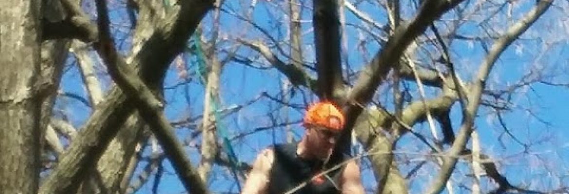 Tree Services Capital Region, Tree Cutting Capital Region, Tree Removal Capital Region, Stump Grinding Capital Region, Tree Services Albany NY, Tree Cutting Schenectady NY, Tree Removal Saratoga Springs NY, Stump Grinding Troy NY, Arborists Capital Region