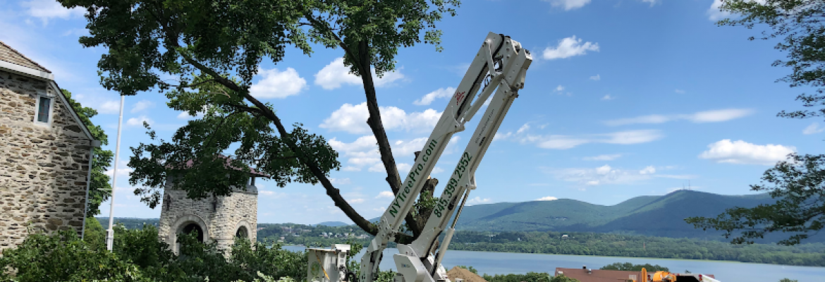 Tree Services Capital Region, Tree Cutting Capital Region, Tree Removal Capital Region, Stump Grinding Capital Region, Tree Services Albany NY, Tree Cutting Schenectady NY, Tree Removal Saratoga Springs NY, Stump Grinding Troy NY, Arborists Capital Region