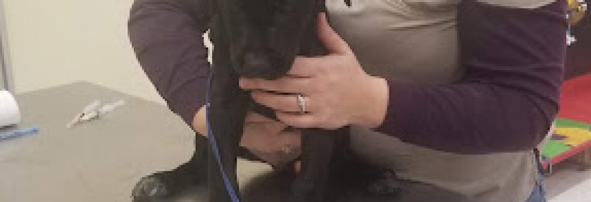 Pet Stores In The Capital Region, Pet Supplies In The Capital Region, Pet Grooming In The Capital Region, Pet Day Care In The Capital Region, Pet Boarding Capital Region, Veterinarians Capital Region, Animal Hospitals Capital Region, Pet Stores Albany NY