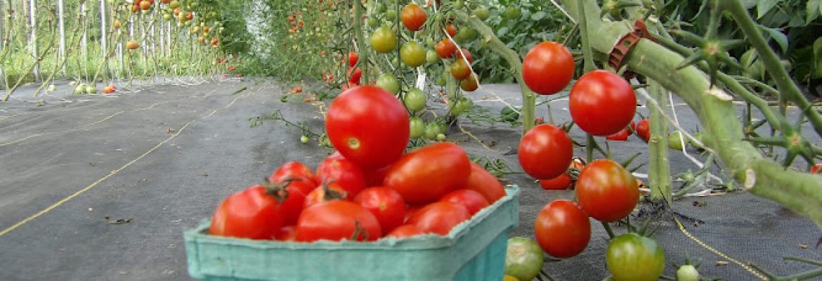 Plant Nurseries Capital Region, Green Houses Capital Region, Garden Centers Capital Region, Plant Nurseries Albany NY, Green Houses Troy NY, Garden Centers Schenectady NY, Plant Nurseries Saratoga Springs NY, Green Houses Albany NY, Garden Centers Troy NY