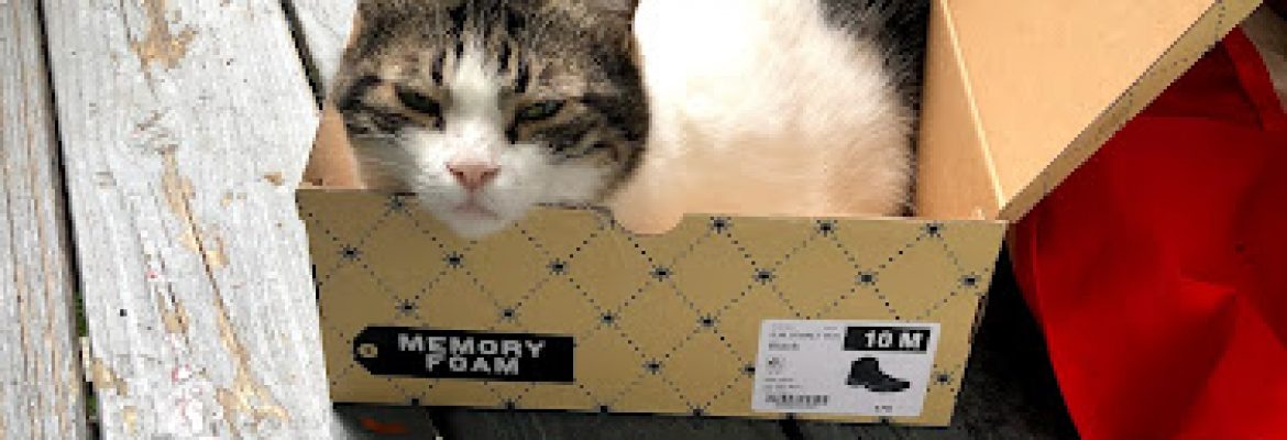 Pet Stores In The Capital Region, Pet Supplies In The Capital Region, Pet Grooming In The Capital Region, Pet Day Care In The Capital Region, Pet Boarding Capital Region, Veterinarians Capital Region, Animal Hospitals Capital Region, Pet Stores Albany NY