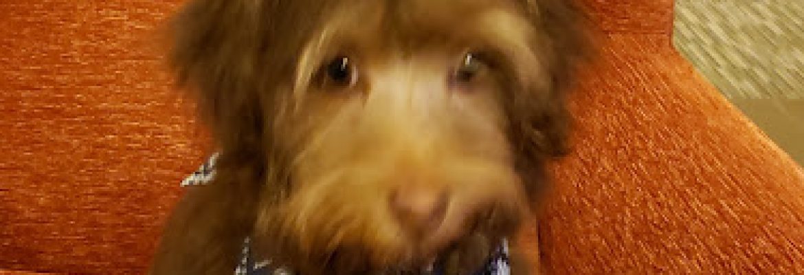 Pet Stores In The Capital Region, Pet Supplies In The Capital Region, Pet Grooming In The Capital Region, Pet Day Care In The Capital Region, Pet Boarding Capital Region, Veterinarians Capital Region, Animal Hospitals Capital Region, Pet Stores Albany NY