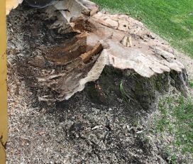 Stump Shredders Tree Service
