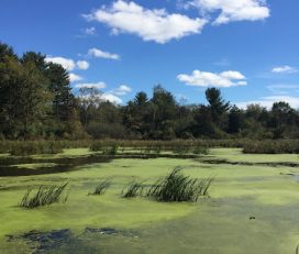 Vosburgh Swamp Wildlife Management Area