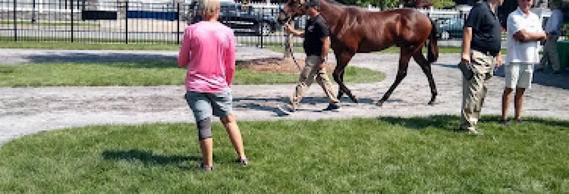 Man o’ War at Fasig Tipton