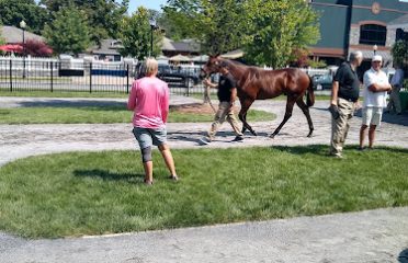Man o’ War at Fasig Tipton