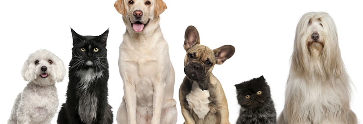 Pet Stores In The Capital Region, Pet Supplies In The Capital Region, Pet Grooming In The Capital Region, Pet Day Care In The Capital Region, Pet Boarding Capital Region, Veterinarians Capital Region, Animal Hospitals Capital Region, Pet Stores Albany NY