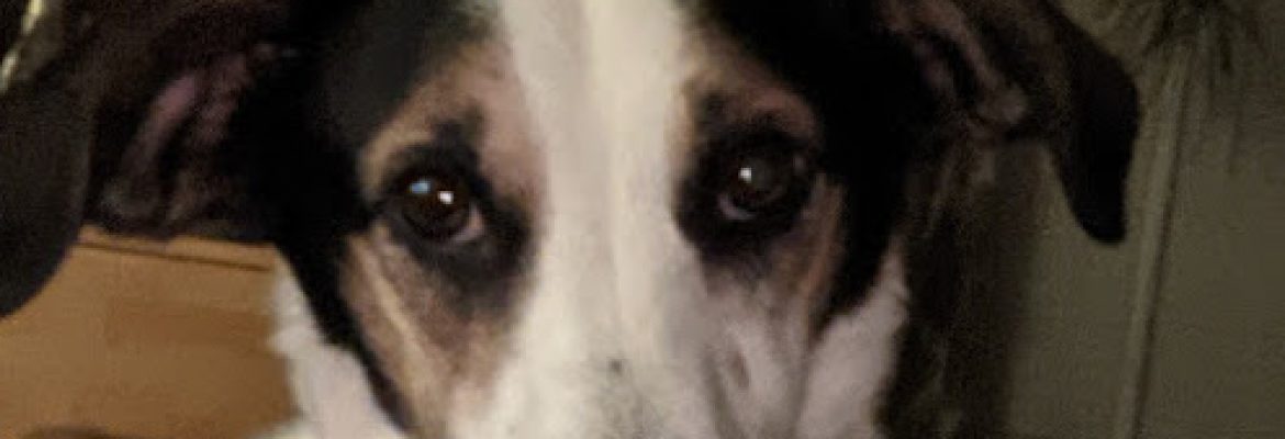 Pet Stores In The Capital Region, Pet Supplies In The Capital Region, Pet Grooming In The Capital Region, Pet Day Care In The Capital Region, Pet Boarding Capital Region, Veterinarians Capital Region, Animal Hospitals Capital Region, Pet Stores Albany NY