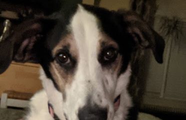 Pet Stores In The Capital Region, Pet Supplies In The Capital Region, Pet Grooming In The Capital Region, Pet Day Care In The Capital Region, Pet Boarding Capital Region, Veterinarians Capital Region, Animal Hospitals Capital Region, Pet Stores Albany NY