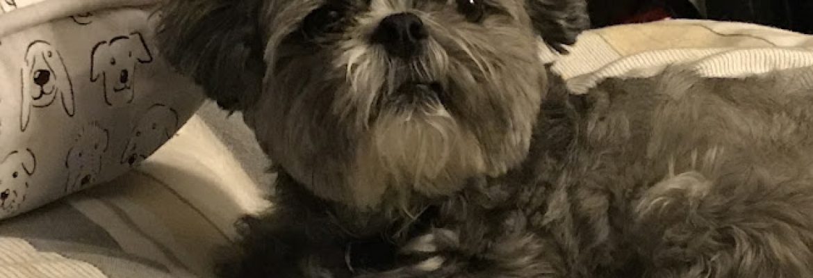 Pet Stores In The Capital Region, Pet Supplies In The Capital Region, Pet Grooming In The Capital Region, Pet Day Care In The Capital Region, Pet Boarding Capital Region, Veterinarians Capital Region, Animal Hospitals Capital Region, Pet Stores Albany NY
