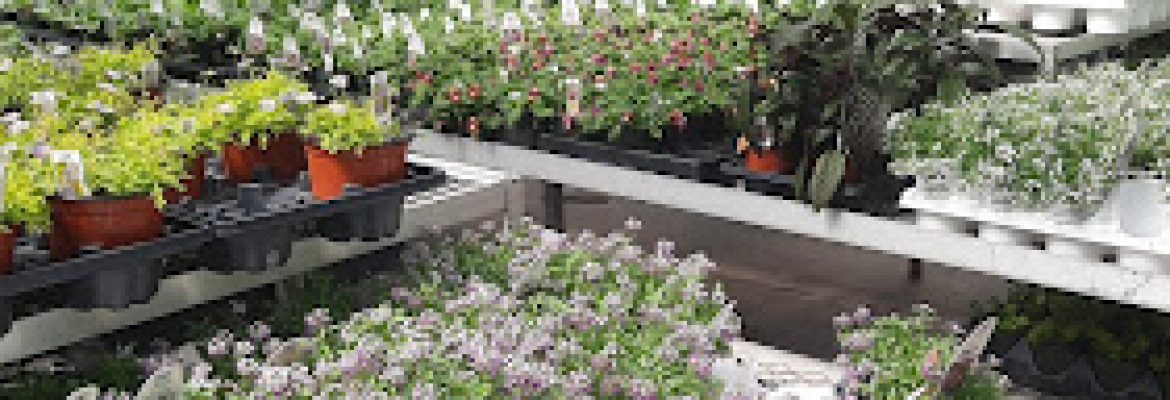 Plant Nurseries Capital Region, Green Houses Capital Region, Garden Centers Capital Region, Plant Nurseries Albany NY, Green Houses Troy NY, Garden Centers Schenectady NY, Plant Nurseries Saratoga Springs NY, Green Houses Albany NY, Garden Centers Troy NY