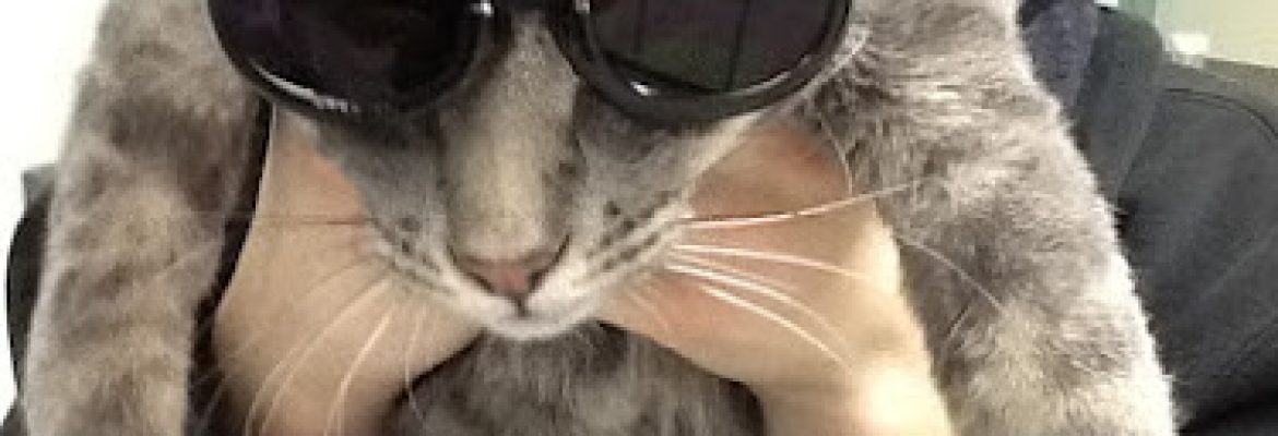 Pet Stores In The Capital Region, Pet Supplies In The Capital Region, Pet Grooming In The Capital Region, Pet Day Care In The Capital Region, Pet Boarding Capital Region, Veterinarians Capital Region, Animal Hospitals Capital Region, Pet Stores Albany NY