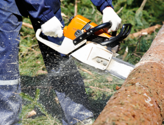 Troy Tree Removal