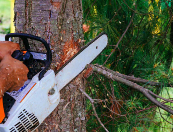 Troy Tree Removal