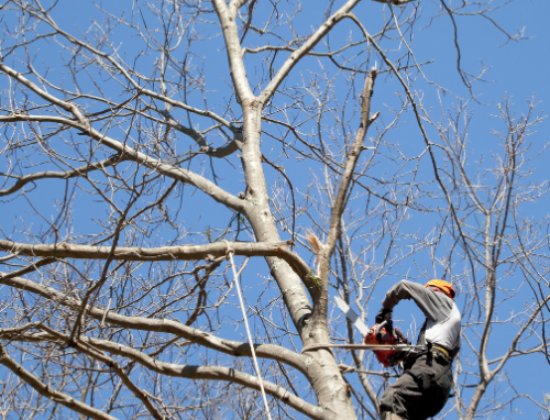 Troy Tree Removal
